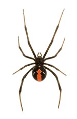 CSIRO_ScienceImage_1496_A_red_backed_spider.jpg